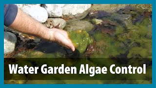 Water Gardens  Algae Control  Algae Treatment for Ponds [upl. by Pardner]