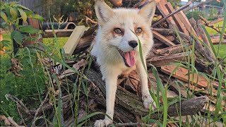 CUTE foxes enjoy their own playgrounds [upl. by Marin]