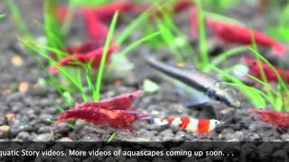 Freshwater Shrimp Aquarium [upl. by Murray]