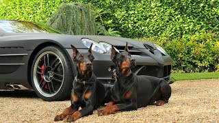 Doberman Pinscher  The Best Guard Dog [upl. by Nady]