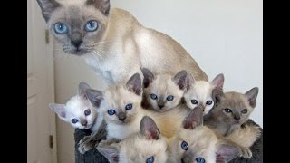 Tonkinese Cat and Kittens  Too Cute and Friendly Breed [upl. by Eanahs674]