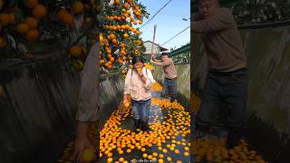 Beautiful Fresh Orange 🍊🍊 Harvesting from Farm With Rural Farmer 🍊🍊 shorts satisfying [upl. by Lenhard218]