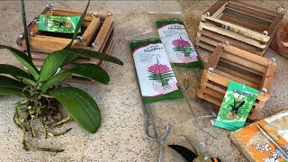 How to Repot Phalaenopsis Orchids Step by Step Beginner Orchid Care [upl. by Eolande]