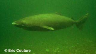 The Amazing Longevity of Greenland Sharks [upl. by Ekal]