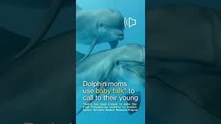 Dolphin Moms Use Baby Talk to Call to Their Young Recordings Show [upl. by Maurine]