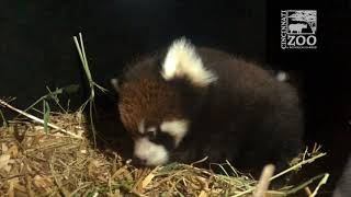 Two Red Panda Cubs  Cincinnati Zoo [upl. by Rosalie597]