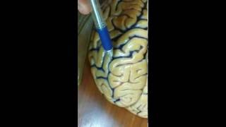 Superolateral Surface Of Brain [upl. by Sillek192]