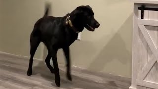 Excitable Dog Does Adorable Tippity Taps When He Sees Food [upl. by Akelam813]