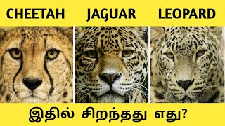 Cheetah vs Jaguar vs Leopard tamil comparision [upl. by Nrehtak]