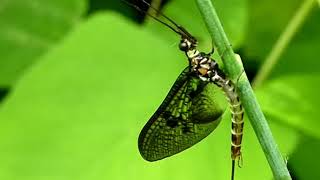 Insectes éphémères ou éphéméroptères Ephemeroptera [upl. by Lletnohs360]