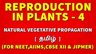 Natural Vegetative Propagation in Tamil  Reproduction in Plants Tamil 4  Rajus Biology [upl. by Adnorrehs185]