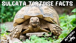 Facts About Sulcata Tortoises Youve Got to Hear [upl. by Landes]