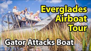 Everglades Airboat Tour  Extreme Alligator Encounter Ensues [upl. by Ennaid]