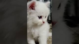 Persian cat sale price only ten thousand😳 viral video [upl. by Aneert]