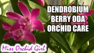 How to care for Dendrobium Berry Oda orchid  watering fertilizing reblooming [upl. by Hayden249]