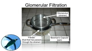 The Nephron Glomerular Filtration [upl. by Fonda653]