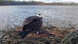 Patuxent River Park  Osprey Nest 1 [upl. by Maridel]