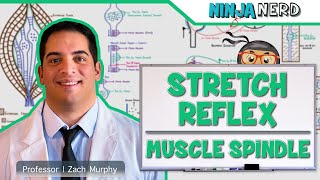 Neurology  Spinal Cord Stretch Reflex  Muscle Spindle [upl. by Hseham]