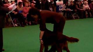 Crufts 2011 Irish Setter Glen Field Trial Class [upl. by Airetak18]