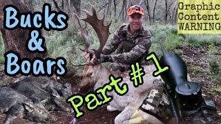 Bucks amp Boars  Part 1  Fallow Deer Rut Hunting Adventures 2021 [upl. by Trygve]