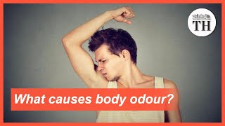 What causes body odour to smell pungent [upl. by Margarette]