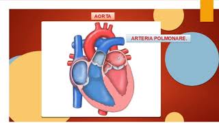 IL CUORE ATRI VENTRICOLI VALVOLE e CORONARIE [upl. by Iliram]