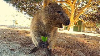 Adorable Quokka Smiling and Jumping At Camera [upl. by Kampmeier]