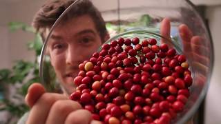 HUGE Harvest of Coffee Berries from our Indoor Coffee Tree [upl. by Annavas]