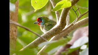 MALABAR BARBET Kerala India [upl. by Dimitris]