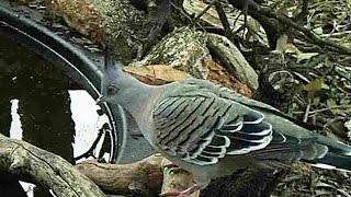 Australain native Crested Pigeon calling and drinking [upl. by Adnov496]