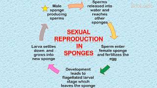 Reproduction in Sponges [upl. by Bently]