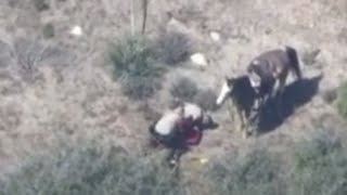 Deputies punch kick man after horse chase [upl. by Ahsitnauq951]