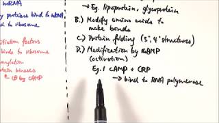 A2 Biology  Translational and posttranslational gene expression control OCR A Chapter 192 [upl. by Meir]