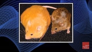 Why do Two Genetically Identical Mice Look Vastly Different [upl. by Sinylg903]