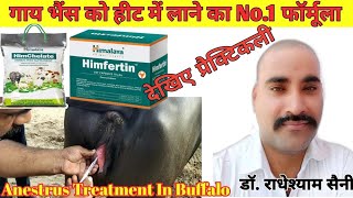 गाय भैंस को हीट में लाने का No1 फार्मूला।Anestrus in cow and buffalo। Anestrus treatment in Animals [upl. by Adelaide]