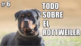 Rottweiler  Educación  Salud  Cuidados  Comportamiento  Historia y Origen  Caracteristicas [upl. by Gowrie]