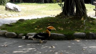 大咀鳥  野生動物園  Toucan  Tainan Wanpi World Safari Zoo  台南  頑皮世界野生動物園  Our Awesome Tour 13 [upl. by Kcirdorb]