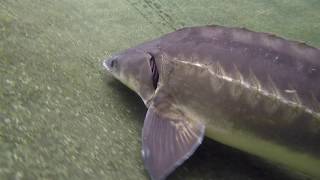 Sturgeon Feeding  Koi Pond [upl. by Hagerman689]