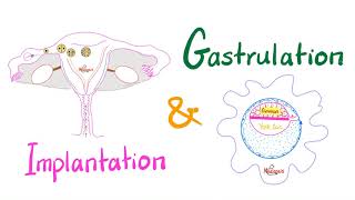 Implantation amp Gastrulation  Embryology series [upl. by Sassan529]