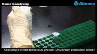 Mouse Genotyping [upl. by Sakiv]