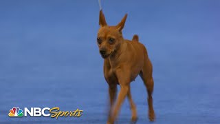 National Dog Show 2023 Toy Group Full Judging  NBC Sports [upl. by Rol522]