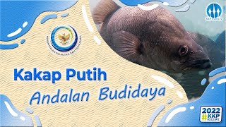 Kakap Putih Andalan Budidaya [upl. by Assital850]