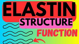 Elastin  Structure Function  Biosynthesis [upl. by Oirottiv416]