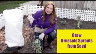 GROW BRUSSEL SPROUTS FROM SEED  For Beginners [upl. by Antonetta]