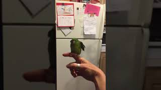 Talking Lineolated “Linnie” parakeet Patrick at bath time [upl. by Rosemary]