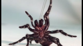 Australia Catching deadly funnelweb spiders to save lives [upl. by Meilen]