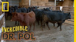 Bloated Bovine Emergency  The Incredible Dr Pol [upl. by Safko]