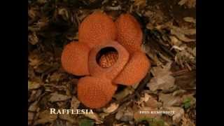 Rafflesia Time Lapse [upl. by Skipp]