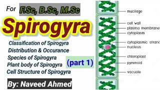 Spirogyra Introductionclassification Occurrenceplant bodycell structure [upl. by Prue]