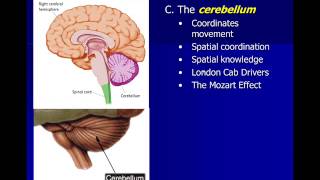 Neuroscience Subcortical Structures [upl. by Waldos]